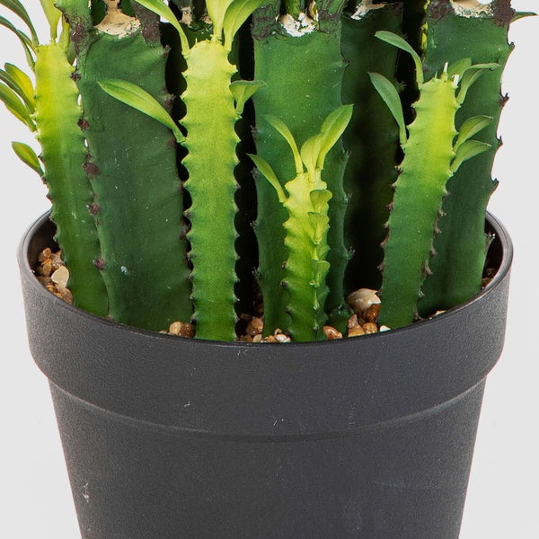 Nahaufnahme einer grünen Euphorbia trigona Sukkulente in einem dunkelgrauen Kunststofftopf mit Ziersteinen.
