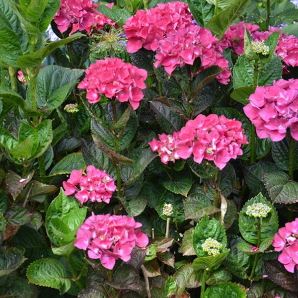 Nahaufnahme von rosa Hortensienblüten mit grünen Blättern