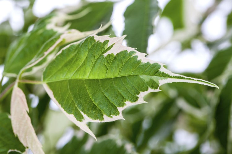 Acer negundo 'Flamingo', Eschen-Ahorn, rosa-weiß, 80–100 cm