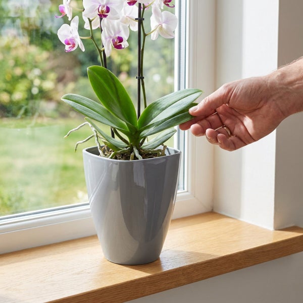 Phalaenopsis Orchidee in einem Übertopf auf einer Fensterbank