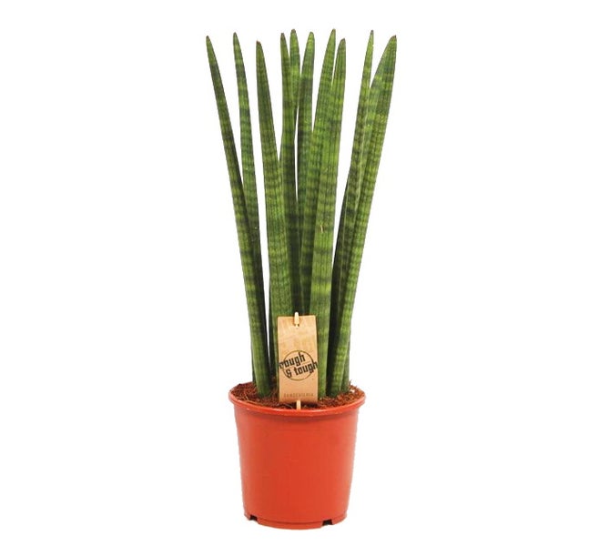 Sansevieria cylindrica - Solitär-Pflanze - 19cm Topf