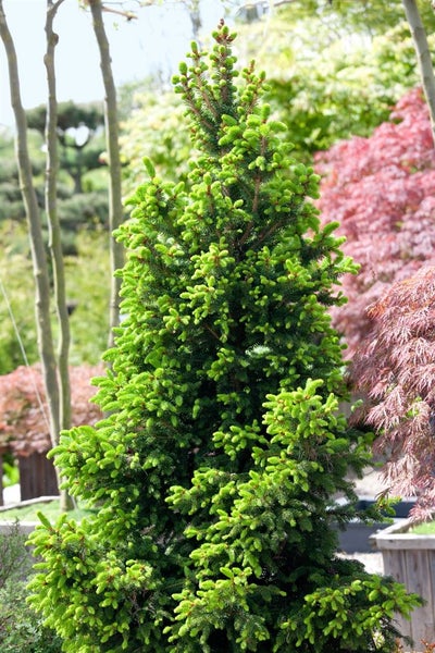Zwerg-Fichte im Garten