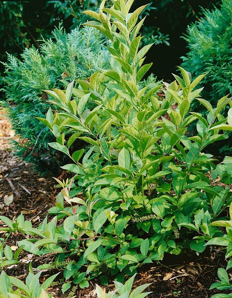 Itea virginica 'Little Henry', Virginia-Süßspiere, weiß, 30–40 cm