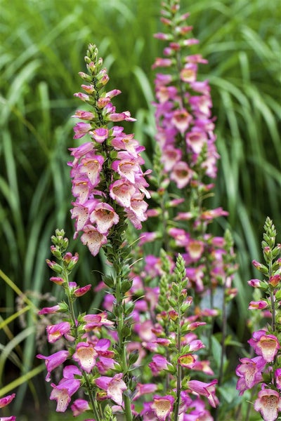 Digitalis purpurea, Fingerhut, rosa Blüten, ca. 9x9 cm Topf