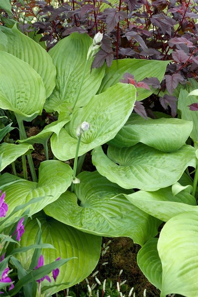 Hosta x cult.'Sum and Substance', Funkie, großblättrig, ca. 11x11 cm Topf