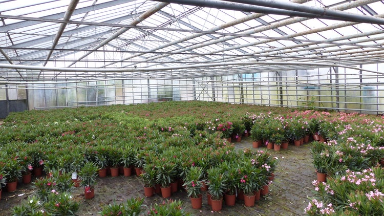 Großes Gewächshaus mit zahlreichen blühenden Oleander-Pflanzen in Töpfen unter einer Metallrahmenkonstruktion.