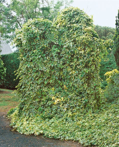 Hedera helix 'Goldchild', Efeu, gelb-grün, ca. 9x9 cm Topf