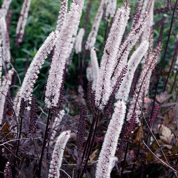 Blütenstände der Silberkerze im Garten