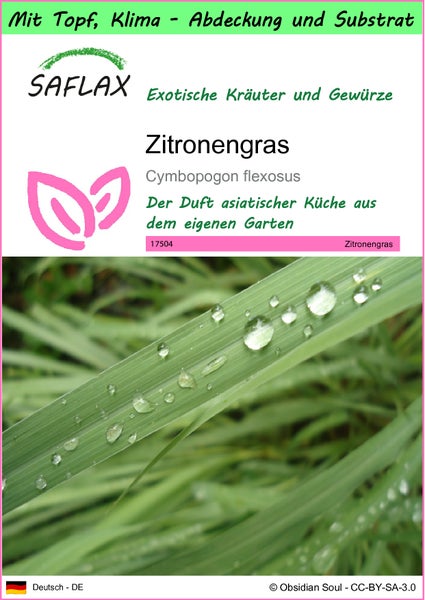 SAFLAX Garden to go - Zitronengras - Cymbopogon flexosus - 50 Samen - Mit Topf, Klima - Deckel und Anzuchtsubstrat