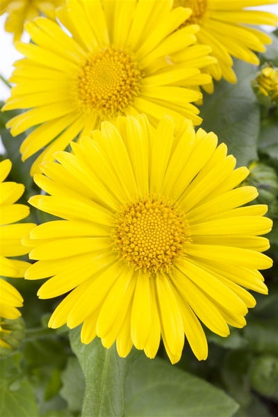 Doronicum orientale 'Little Leo', Gämswurz, gelb, ca. 9x9 cm Topf