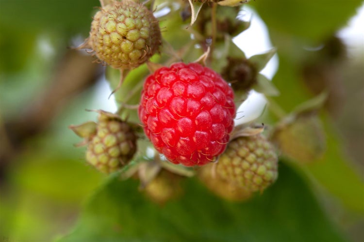 Rubus idaeus 'Willamette', Himbeere, rot, 30–40 cm