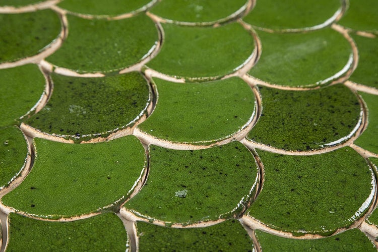 Nahaufnahme von grünen Mosaikfliesen im Fächerformat