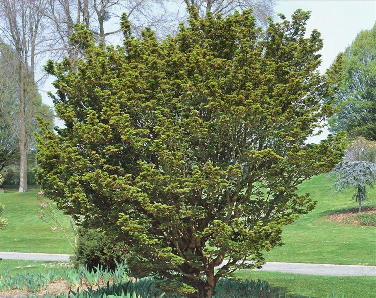 Acer palmatum 'Shishigashira', Japanischer Ahorn, 60 cm Stammhöhe
