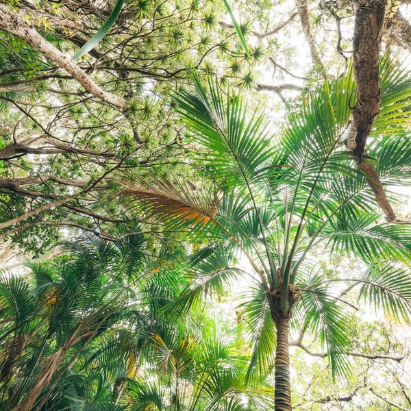Blick in eine Baumkrone mit Palmenblättern