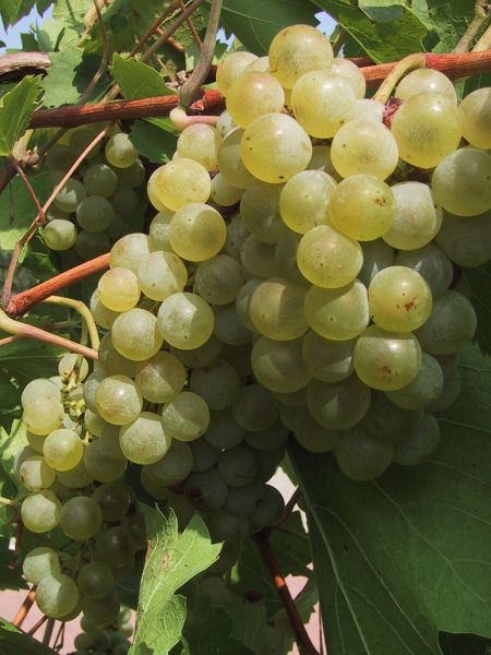 Eine Rebe mit einer großen Traube heller Tafeltrauben am Weinstock mit grünen Blättern.