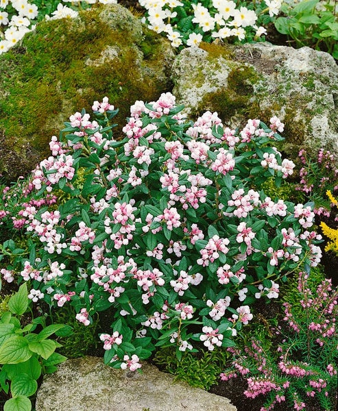 Andromeda polifolia, Rosmarinheide, 30–40 cm