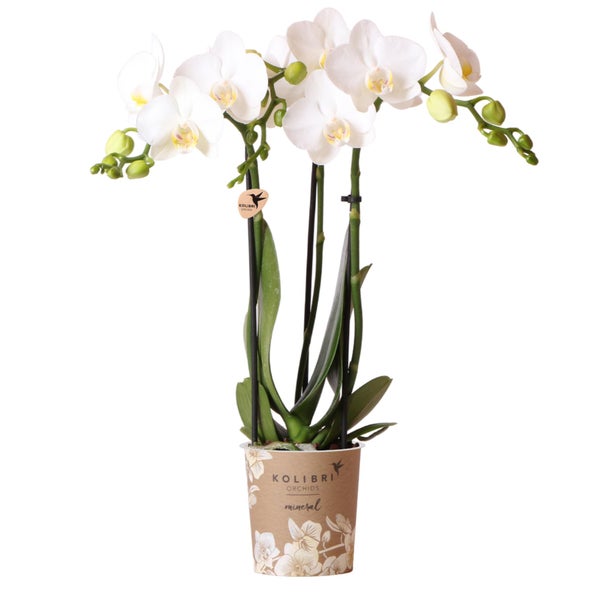 Kolibri Orchids weiße Phalaenopsis-Orchidee Amabilis Topfgröße 9cm blühende Zimmerpflanze frisch vom Züchter