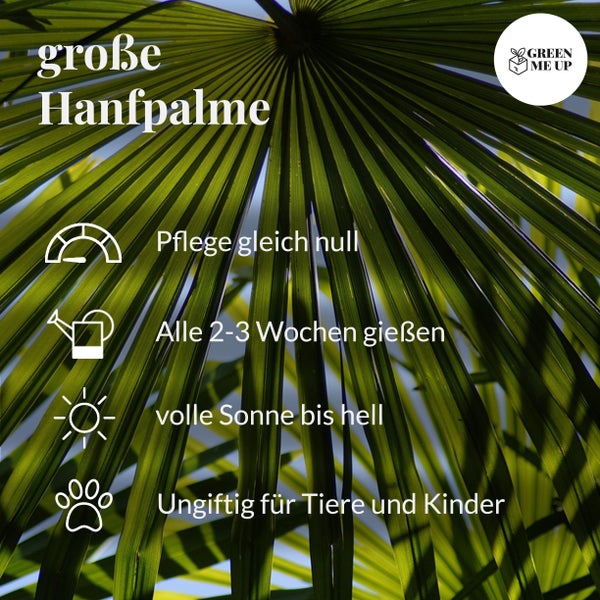 Große winterharte Hanfpalme