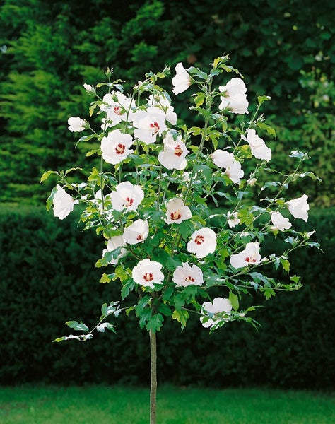Hibiscus syriacus 'Red Heart', Gartenhibiskus, weiß-rot, 60–80 cm