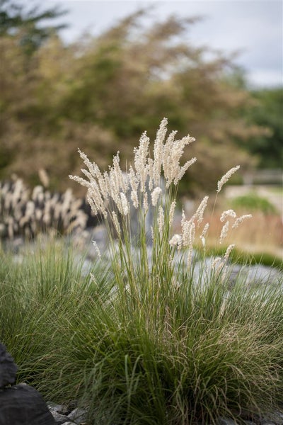 Festuca gigantea, Riesen-Schwingel, ca. 9x9 cm Topf
