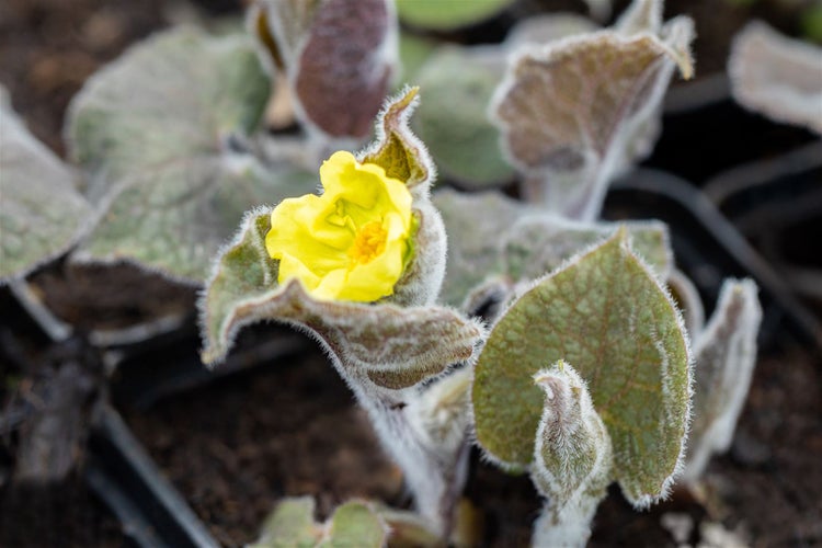 Gelbe Alpenmohn Blume mit flaumigen Blättern in Nahaufnahme