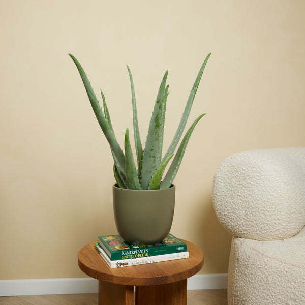 Aloe Vera Pflanze in Topf auf Holztisch neben Sessel