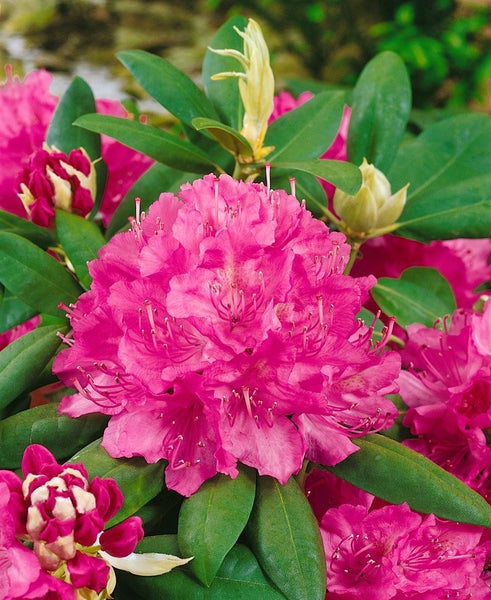 Rhododendron Hybr. 'Catharine van Tol', immergrün, rosa Blüten, 40–50 cm
