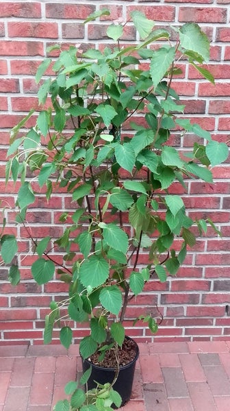 Davidia involucrata 'Vilmoriana', Taschentuch-Baum, Taubenbaum, Gesamthöhe: 170-180 cm