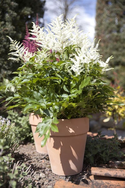 Astilbe x arendsii 'Brautschleier', Prachtspiere, weiß, ca. 9x9 cm Topf