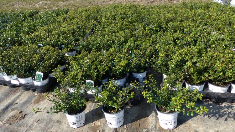 100 Stück Ilex crenata Stokes Heckenpflanze Buchsbaum Ersatz winterhart + robust