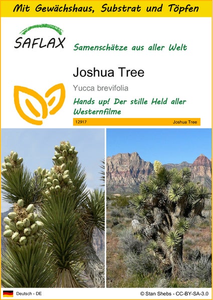 SAFLAX Anzucht Set - Joshua Tree - Yucca brevifolia - 10 Samen - Mit Mini-Gewächshaus, Anzuchtsubstrat und 2 Töpfen