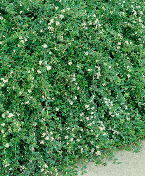 Cotoneaster x suecicus 'Coral Beauty', Zwergmispel, immergrün, ca. 9x9 cm Topf