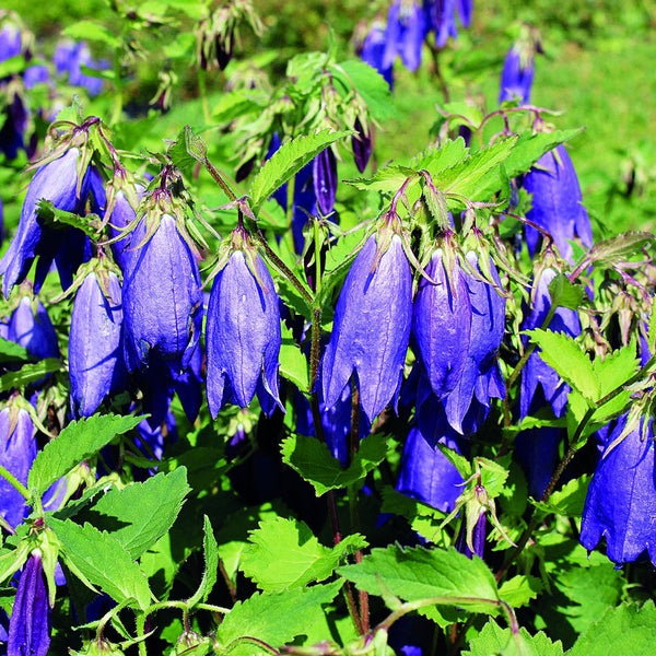 Glockenblumen mit grünen Blättern