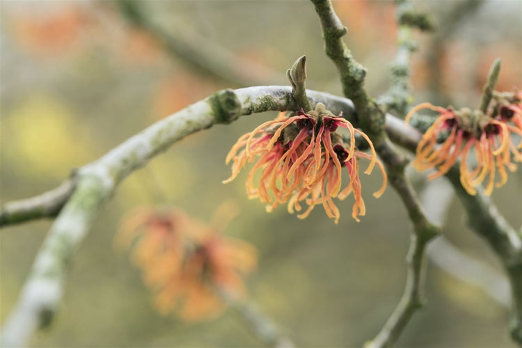 Hamamelis intermedia 'Jelena', Zaubernuss, kupferorange, 60–80 cm