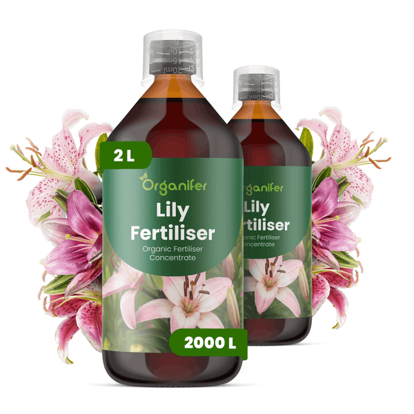 Zwei Flaschen Organifer Lilien-Dünger, organisches Düngerkonzentrat, 2 Liter, umgeben von Lilienblüten.