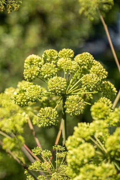 Angelica archangelica, Engelwurz, ca. 11x11 cm Topf, aromatisch