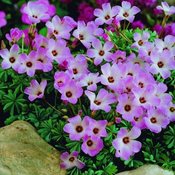 Blüten der Sauerklee Pflanze