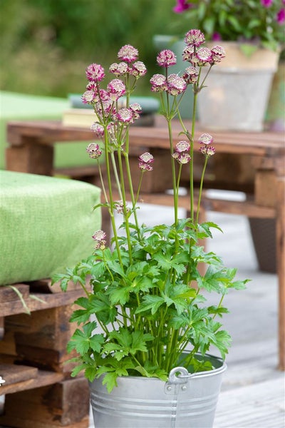 Astrantia major 'Abbey Road', Sterndolde, dunkelrot, ca. 11x11 cm Topf