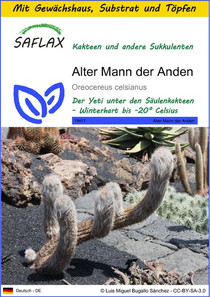 SAFLAX Anzucht Set - Alter Mann der Anden - Oreocereus celsianus - 40 Samen - Mit Mini-Gewächshaus, Anzuchtsubstrat und 2 Töpfen