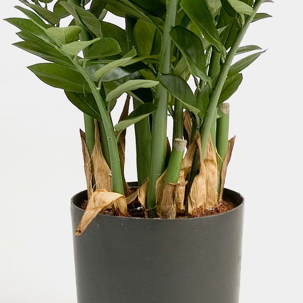 Glücksfeder Zamioculcas zamiifolia in dunklem Kunststofftopf, Detailansicht der Stiele und grünen Blätter.