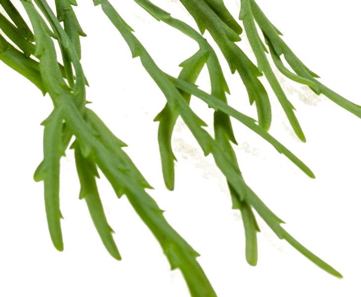 Künstliche Rhipsalis Hadrian auf Steckstab, grün, 35cm - Deko Hängepflanze - Kunst Sukkulente