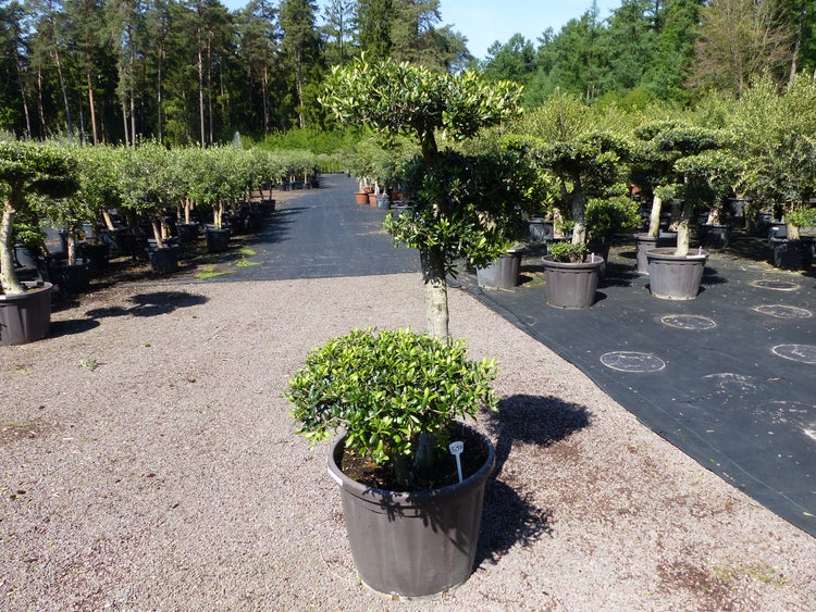 Olivenbaum 4 Pon Pon Bonsai Formgehölz Gartenbonsai Olea europaea Olive winterhart