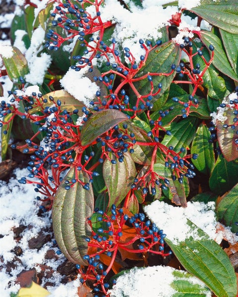 Schneeball mit roten Stielen und blauen Beeren im Schnee