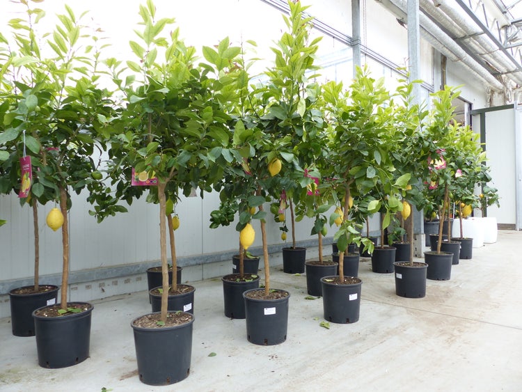 Zitrus Zitronenbaum Zitrone Citrus Limon Limone 140 - 160 cm Zitruspflanze