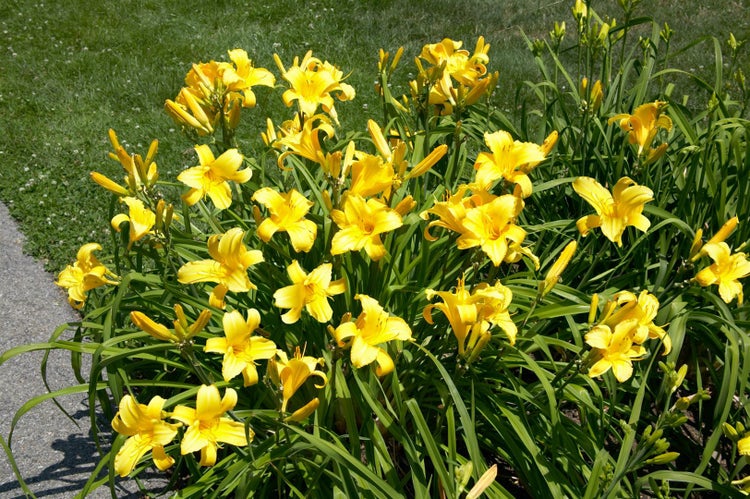 Hemerocallis x cult. 'Mary Todd', Taglilie, gelb, ca. 11x11 cm Topf
