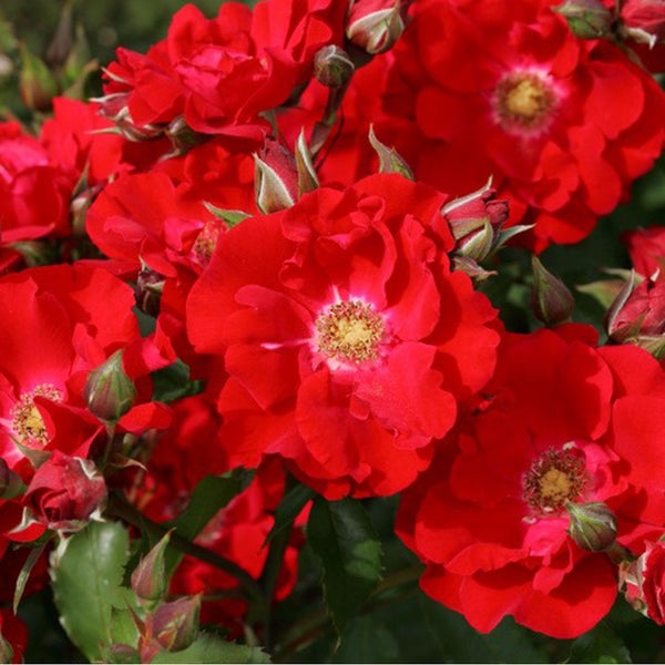 Nahaufnahme von roten Beetrosen im Garten