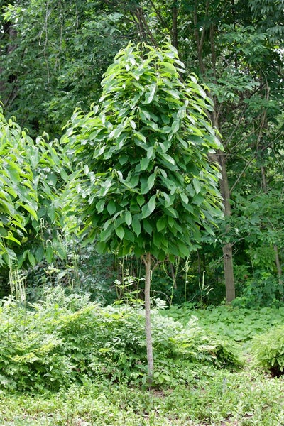 Asimina triloba, Indianerbanane, 40–60 cm