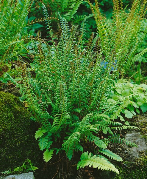 Polystichum acrostichoides, Weihnachtsfarn, ca. 9x9 cm Topf