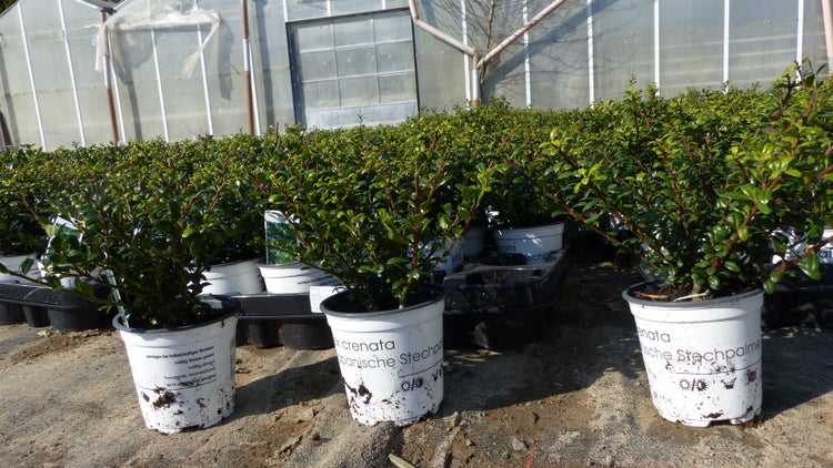 10 Stück Ilex crenata Stokes Heckenpflanze Buchsbaum Ersatz winterhart + robust