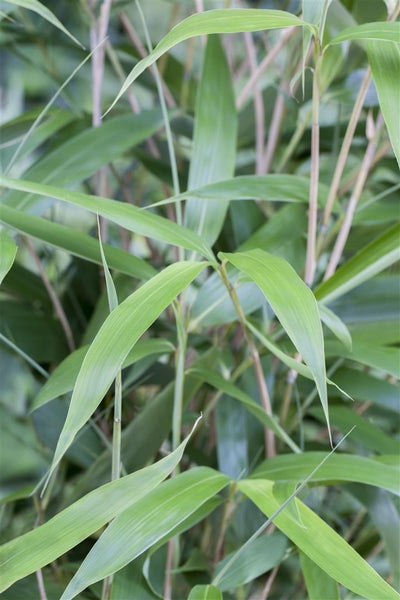 Fargesia scabrida 'Asian Wonder', Bambus, immergrün, 80–100 cm